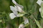 Large yellow vetch